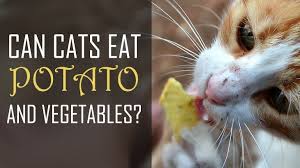 Yes, cats can eat carrots. Can Cats Eat Sunchips