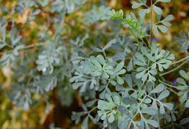 Image result for Ruta graveolens