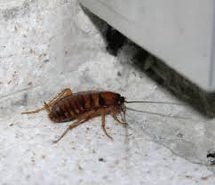 • 1 031 просмотр 2 года назад. Pest Control Abell Home