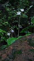 Image result for Dioscorea asteriscus