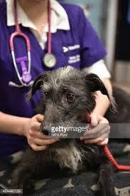 We have been providing quality veterinary care since 1946. 12 Dogs Ideas Dogs Veterinary Hospital Pet Relocation