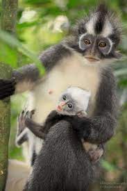Thomas S Leaf Monkey Baby Animals Monkeys Funny Animals Beautiful