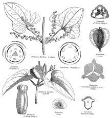 Image result for Dioscoreaceae