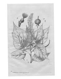 Image result for Cephalocroton mollis