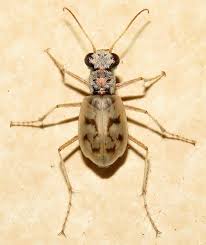 Image result for Lepidagathis eriocephala