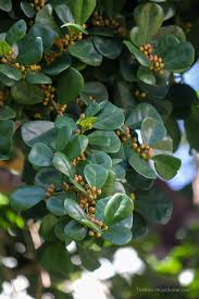 Image result for Ficus natalensis