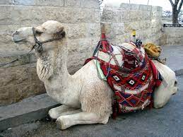 Damn, she got a fine parking' lot. he backed that parking' lot right up on me. Camel Parked In The Parking Lot Photo
