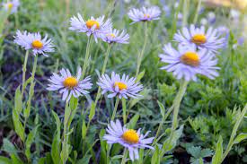 Douglas Asters Plants Gardening Tips Garden