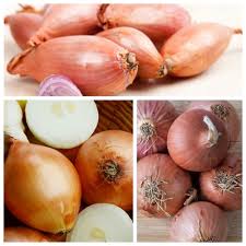 Crop rotation can help prevent these diseases. Shallot Onion Set Of Seeds Of 3 Vegetable Plants Varieties Eschalot Garden Seeds Market Free Shipping