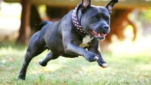 The staffordshire bull terrier is an incredibly courageous and tenacious dog used for brawling. Staffordshire Bull Terrier Carattere E Allevamenti Idee Green