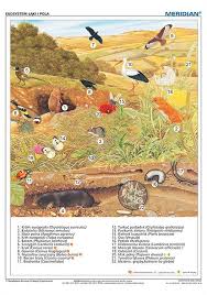 Angielskiego najszybciej nauczysz się online. Ekosystem Laki I Pola Scienna Plansza Dydaktyczna