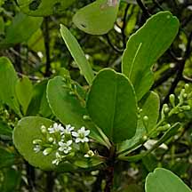 Image result for Lumnitzera racemosa