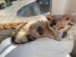 We did not find results for: 7 Cara Menumbuhkan Bulu Kucing Yang Botak Agar Kembali Lebat