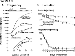 hormone levels during pregnancy and lactation in the woman