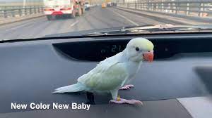 Just as the name suggests, the indian ringneck parakeets are mostly found in the south of the indian subcontinent, as well as ceylon, nepal, and tibet. Indian Ringneck Colors Youtube