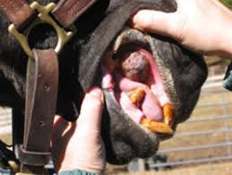 A lump or thickening in the cheek. Dressage Life Check Horse S Mouth For Osteosarcoma Dressage Today