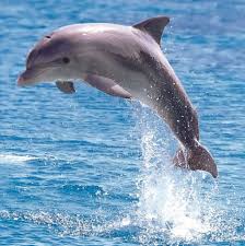 Baby Dolphin S Busy Day Children Learn With Baby Dolphin As His Mommy Teaches Him To Swim On His Back Catch Food And Leap Int Dolphins National Animal Whale