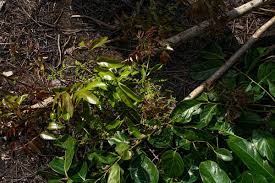 Image result for Pseudospondias microcarpa