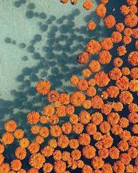 Photooftheday Random L4l Color Orange Aesthetic Photo Wall Collage Beautiful Flowers