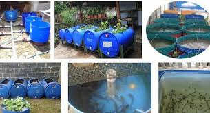 Ternak Lele Dalam Drum Plastik Yang Paling Mudah Ayo Budidaya