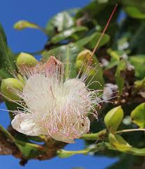 Image result for Barringtonia asiatica