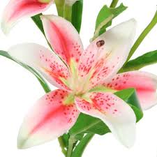 Die geöffneten kelche der blumen gelten als symbole für die erlösung der seele. Exotische Blumen Preiswert Online Kaufen