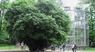 Well, what do you know? What Is This Plant Called Trivia Questions Quizzclub