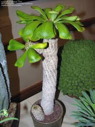 Image result for Euphorbia plenispina