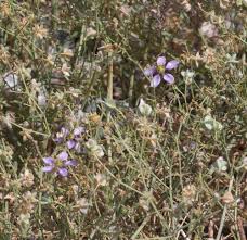 Image result for Fagonia