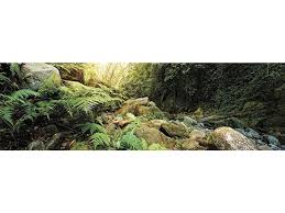 Image result for Terrarium Cling Background