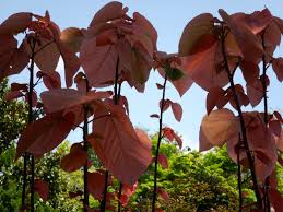 Image result for Alchornea occidentalis