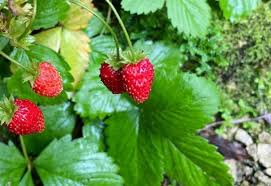 The deeper the shade, the more difficult it will be for any tree to develop properly. 15 Best Fruit Trees And Berries That Grow In The Shade