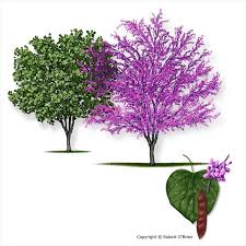 How to plant redbud trees. Gc7brmn Eastern Redbud Black Diamond Traditional Cache In New York United States Created By K E T