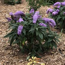 Check spelling or type a new query. Buddleia Pugster Periwinkle Buy Butterfly Bush Shrubs Online