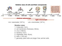 Maybe you would like to learn more about one of these? Relative Sizes 1 Molecules 1nm 2 Cell Membrane Thickness 10nm 3 Virus 100nm 4 Bacteria 1um 5 Organelles Less 10um 6 Cells Ppt Download