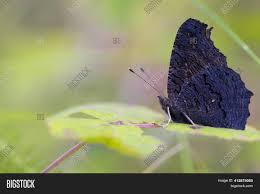 Check spelling or type a new query. Beautiful Black Image Photo Free Trial Bigstock