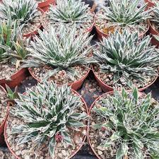 Unterart der art agave toumeyana (de); Agave Toumeyana Var Bella Giromagi Cactus And Succulents