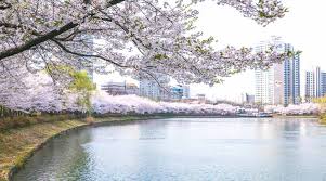 The song 벚꽃연가 was released on october 16, 2018. Quick Guide On Where To See Cherry Blossoms In South Korea