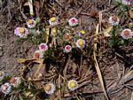 Image result for Helichrysum argyrosphaerum