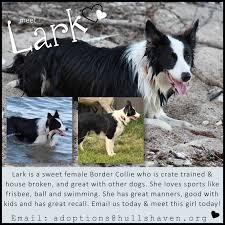 So Beautiful Border Collie In Winnipeg Mb Canada No Kill Animal Shelter Animals Animal Shelter