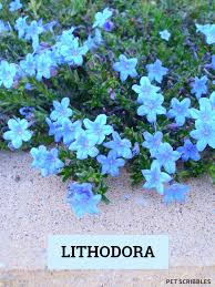 Jessica guides us through the last tour of the gardens for the season and checks out the frost hardy flowers. Lithodora Evergreen And Electric Blue Radiance Garden Sanity By Pet Scribbles