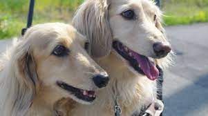 Use the search tool below and browse adoptable dachshunds! English Cream Dachshund Welcome To The Sausage Dog World