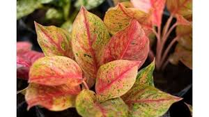 Angelina sang ahli feng shui mengatakan, tanaman hias yang terlalu lebat akan menjadi blokade qi. Tanaman Hias Pembawa Keberuntungan Menurut Feng Shui Aglonema Bunga Matahari Pohon Palem Tribun Jambi