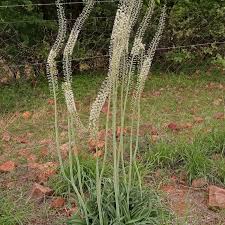 Image result for Drimia calcarata