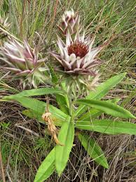 Image result for Macledium