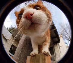 18 Curious Cats Hilariously Bumping Into Cameras Cute Animal Photos Cute Animals Baby Cats