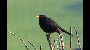 Birds Chirping In The Morning Mp3 Download Sounds Of Nature Blackbird 1 Hour Of The Blackbird S Song Youtube