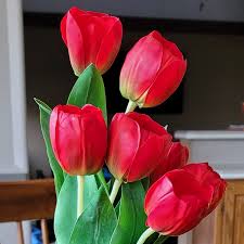 We did not find results for: 7 Best Flowering Plants For Valentines Day Rural Mom