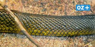 Der inlandtaipan ( oxyuranus microlepidotus, veraltet parademansia microlepidota ), auch westlicher taipan, schreckensotter, kleinschuppenschlange oder australischer inlandtaipan genannt, ist die giftigste schlange der welt. Giftigste Schlange Hier Zu Sehen