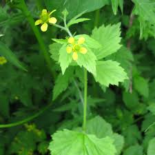 You've probably seen it about at some point, as it is a common weed and is even considered invasive in. Invasive Plant Look Alikes Green Seattle Partnership